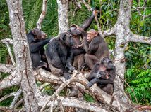 šimpanzy, opice, voda,