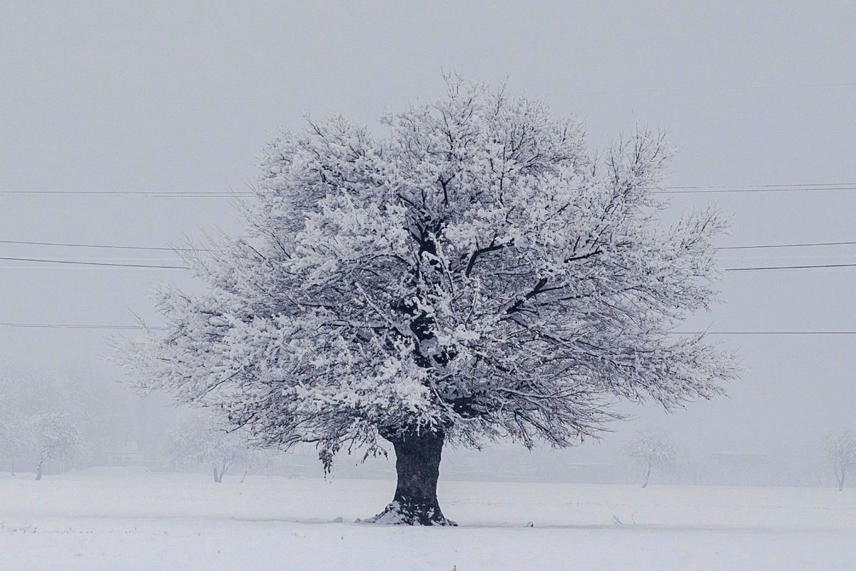 strom, zima, sneh, počasie, India