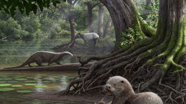 V Číne objavili fosílie obrovskej vydry