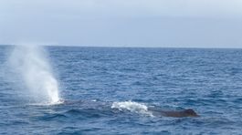 Na dne Indického oceánu objavili záhadného tvora