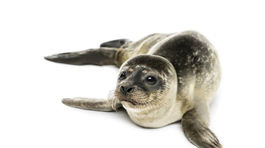 Na Bajkale záhadne hynú tulene