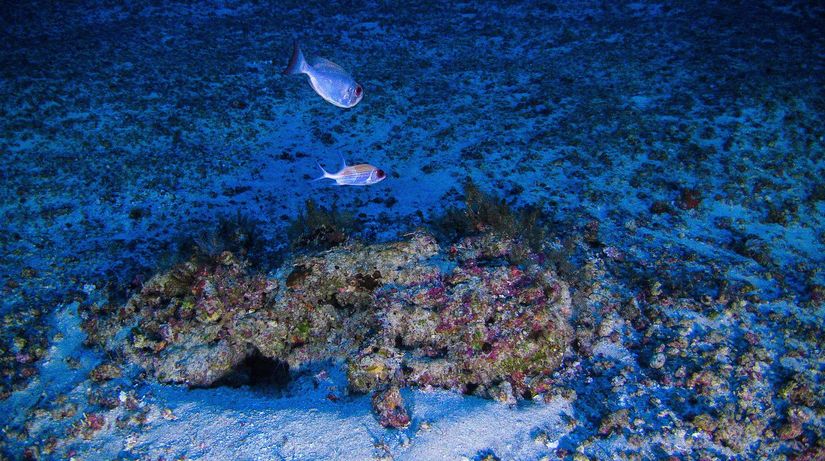 koral, podmorský svet, amazon