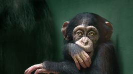 Gréci možno prídu o jedinú zoo. Má 2000 zvierat a mesačné výdavky 200 000 eur