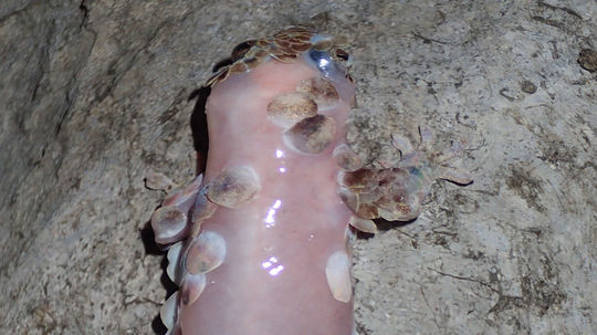 Gekón Geskolepis megalepis bez šupín.