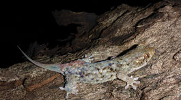 Nový druh gekóna sa pred predátormi vyzlieka