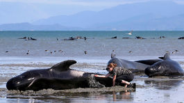Medzinárodná komisia zamietla návrh Japonska na zrušenie zákazu lovu veľrýb