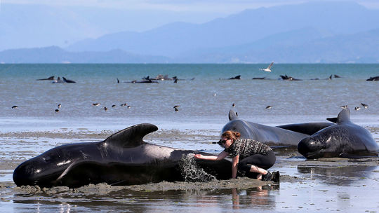 Medzinárodná komisia zamietla návrh Japonska na zrušenie zákazu lovu veľrýb