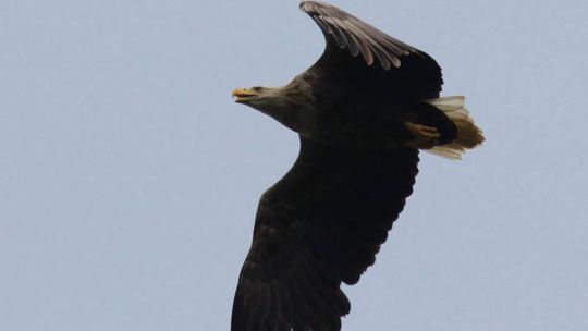 Pri Šali našli ďalšie štyri otrávené orliaky morské