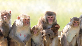 Riskantný výskum? Číňania vložili gény z ľudského mozgu do opičieho