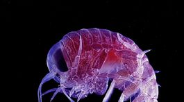 Zakázané chemikálie už sú v hlbokomorských priekopách