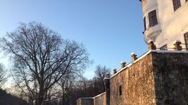 Platan z Budatína bojuje o titul Európsky strom roka