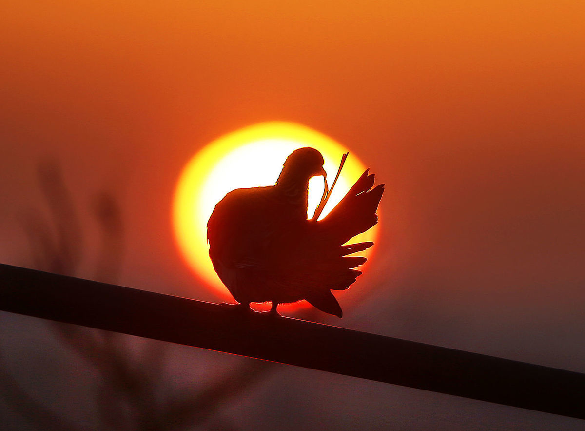 vták, večer, slnko, holub