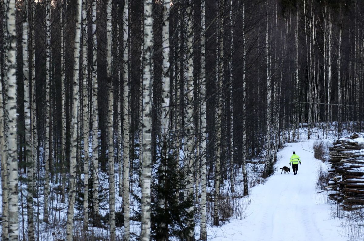 Fínsko, zima, sneh, pes, venčenie, mráz