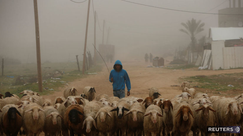 Gaza, pásmo Gazy, pastier, stádo, ovce