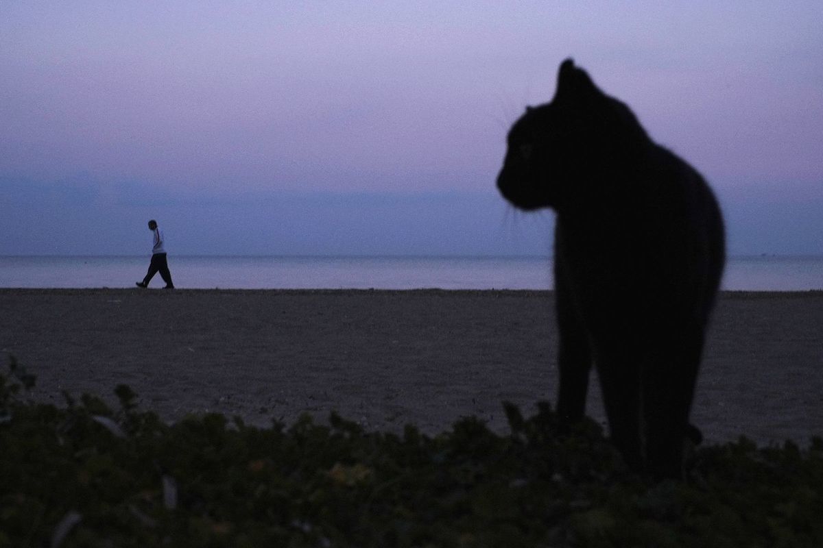 mačka, Cyprus, pláž, more, prechádzka