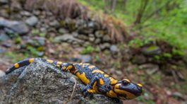 Vedec sa snaží dosiahnuť dlhovekosť pomocou cudzej DNA