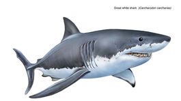 Žraloky sú v niektorých koralových útesoch funkčne vyhynuté