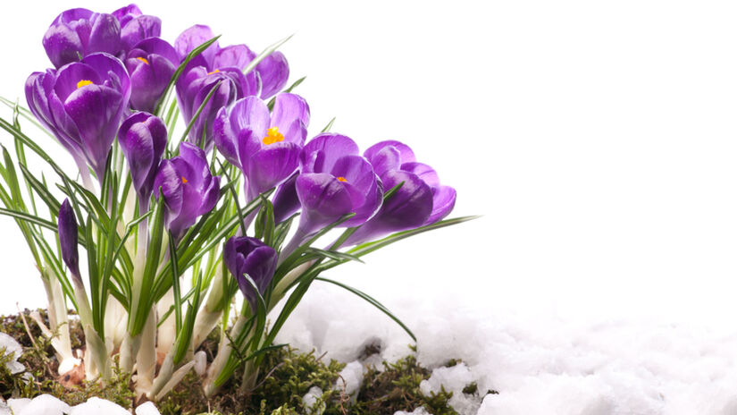 primăvară, natură, violete