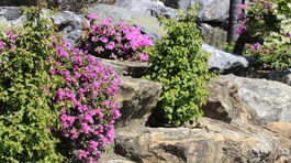 Zdravé stromy a štedrá úroda? Nezabudnite na prerez