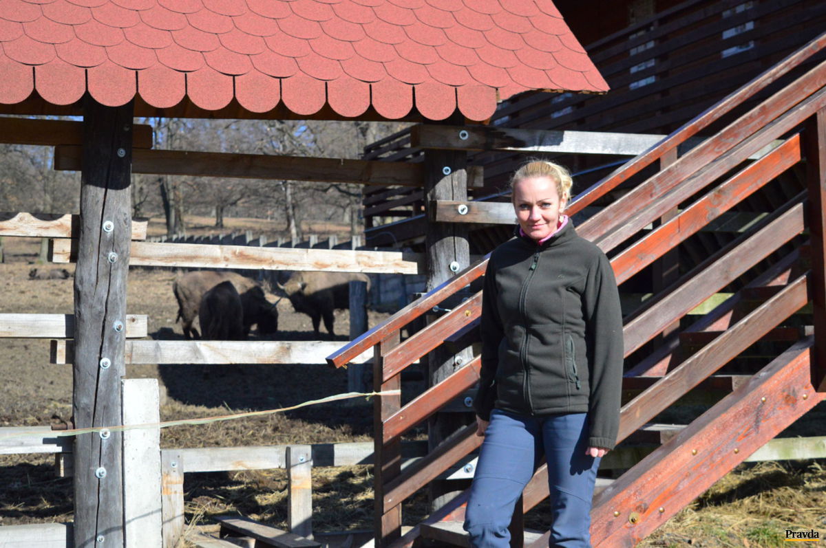 Opatrovateľka Eva Horniaková sa o zubry pri...