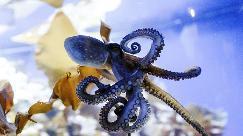 chobotnica, akvárium