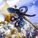 chobotnica, akvárium