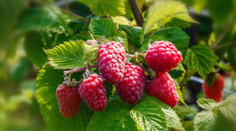 Obnovuje bunky, chráni srdce, ničí zápal. Neuveríte, aké ovocie to dokáže