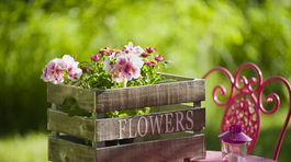 Obklopte sa zeleňou! Zlepšíte si náladu, posilníte koncentráciu 