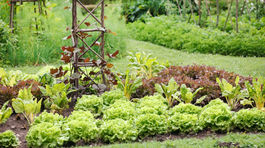 Tri tipy pre jarnú záhradu