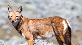 Vlk etiópsky sa vracia na svoje územia