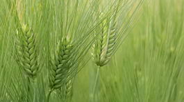 Zázrak menom zelený jačmeň? Vitamínmi nabitá obilnina predĺži život 