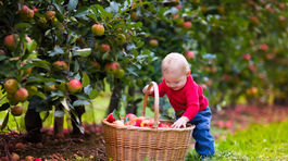 Bohatú úrodu ovocia nemá kto zberať