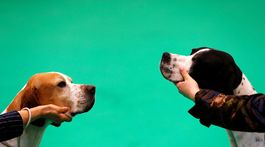 Foto týždňa (11): Sliz, psy, virtuálny bazén, kačky, Fukušima, Krym