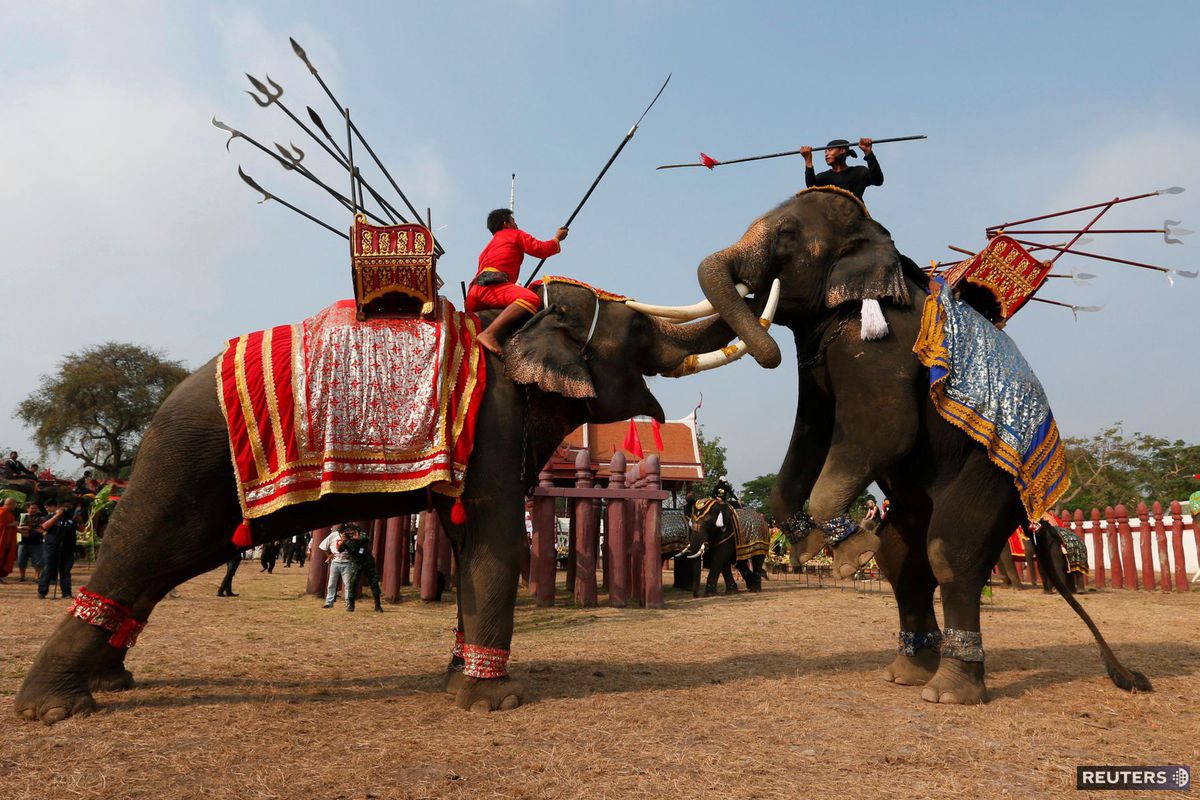slony, Thajsko
