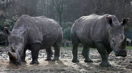 Vietnamská polícia zabavila viac ako 100 kilogramov nosorožích rohov