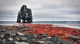 Najstaršími rastlinami sú riasy