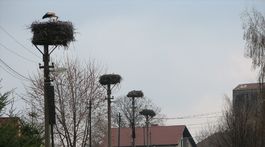 Vtáky sa vracajú do hniezd