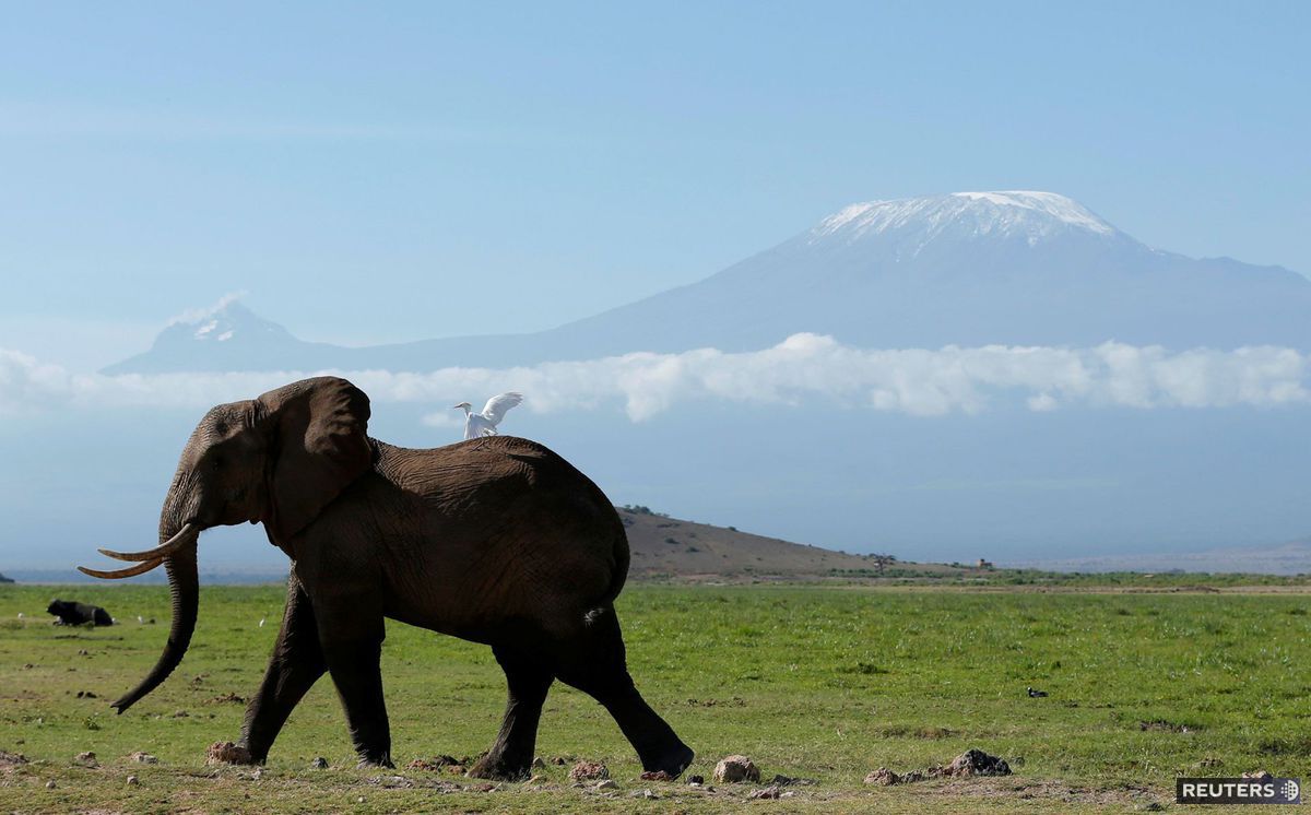 slon, Keňa, Kilimandžáro