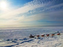 Aljaška, psie záprahy, zima, sneh,