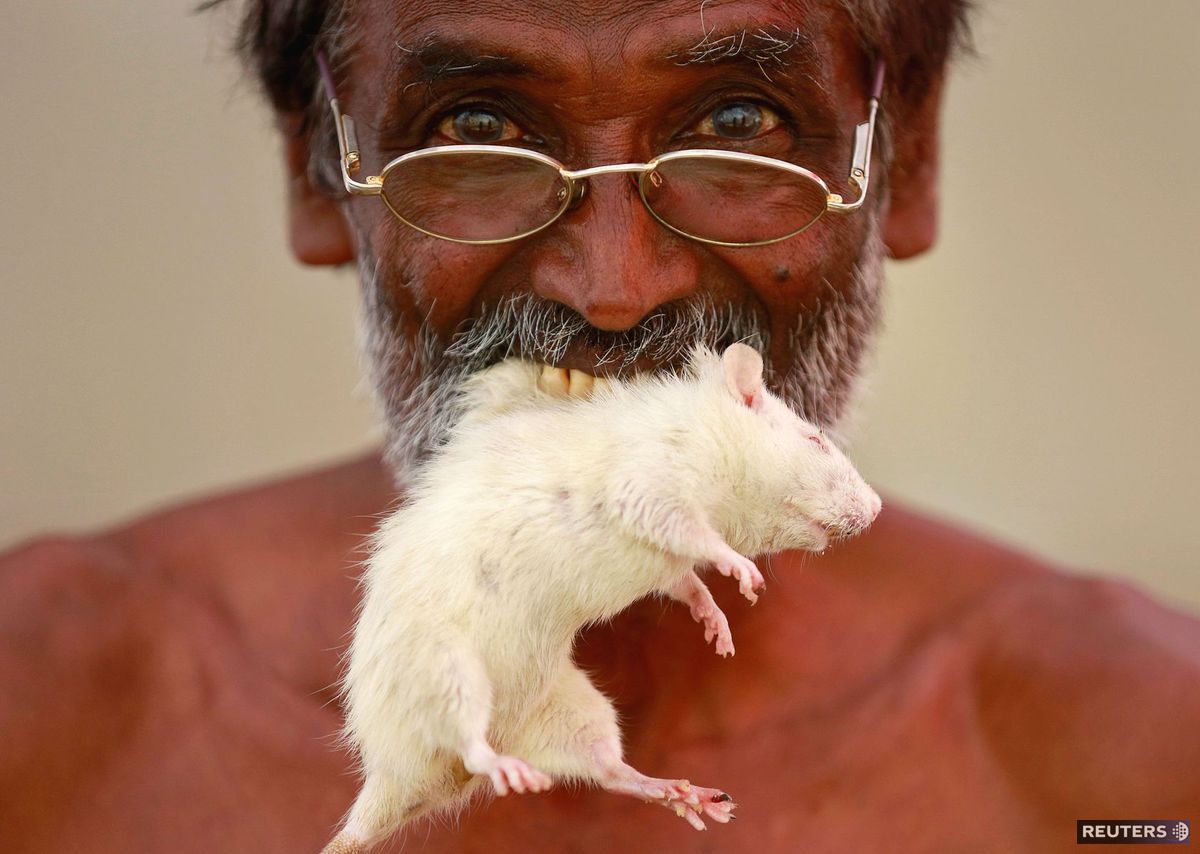 India, myš, potkan, farmár,
