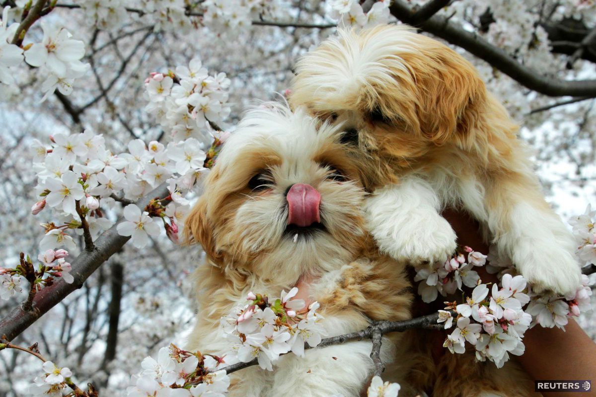 psy, psi, kvety, jar, strom, šteniatka, zakvitnuté čerešne,