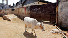 Zabitie kravy sa bude v Indii trestať doživotím