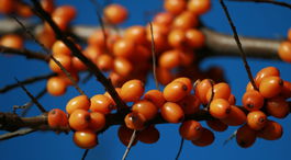 Rakytník - medicína čínskych cisárov