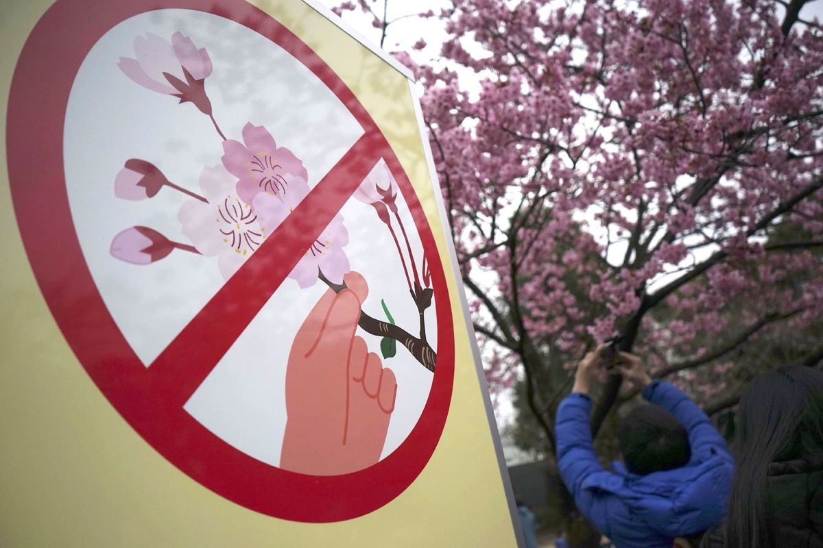 Japonsko, sakura. čerešňové kvety, značka, netrhať
