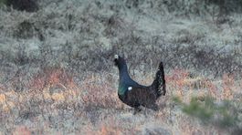 Aj les má srdce. Čakáme, kedy dotlčie