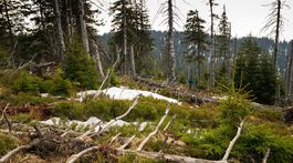 Lajčák reaguje na výzvu združenia VLK: O vyňatie Karpatských pralesov z UNESCO nepožiada