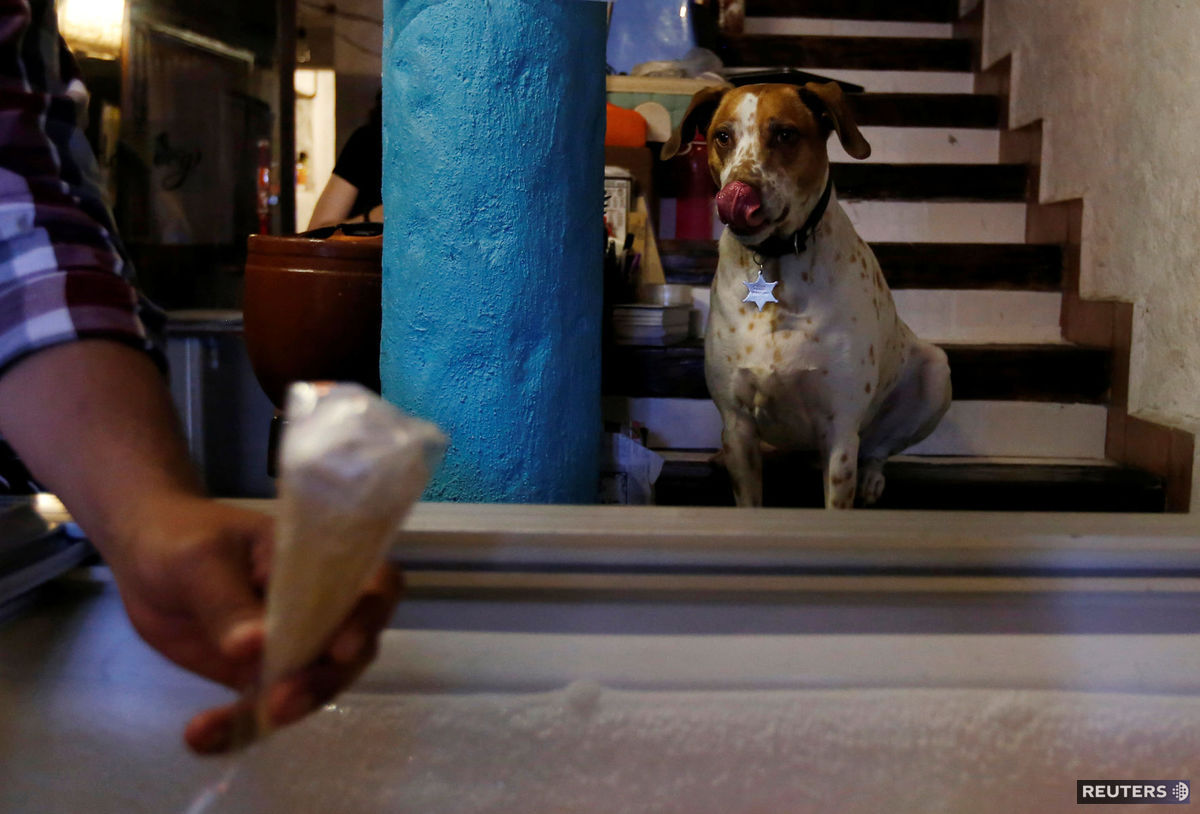 pes, zmrzlina, jazyk