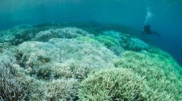 Koralový útes rýchlo umiera