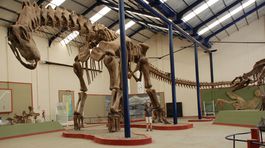 V Košiciach vystavia unikátne skameneliny z éry dinosaurov