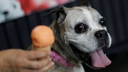 V Taliansku otvorili kurióznu zmrzlináreň pre psích a mačacích zákazníkov